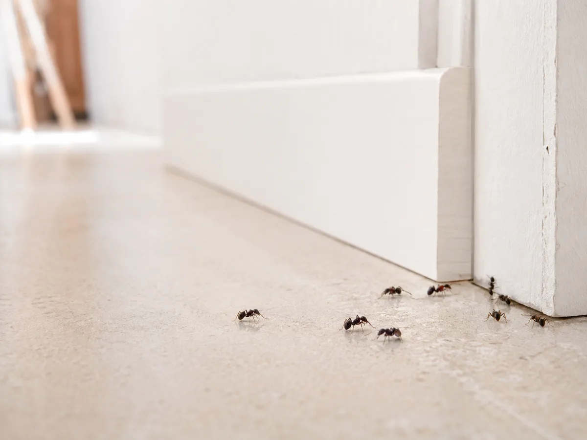 Klares Vorschaumotiv zu Ameisen in der Wohnung