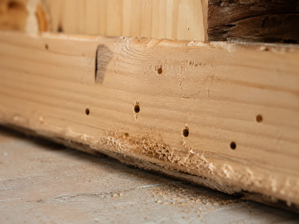 Frische Fraßspuren an Holz mit Holzmehl