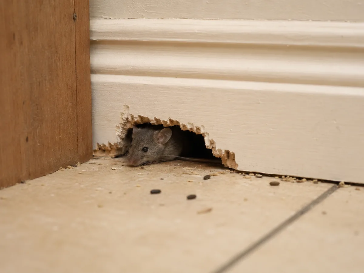 Hausmaus an einer beschädigten Sockelleiste