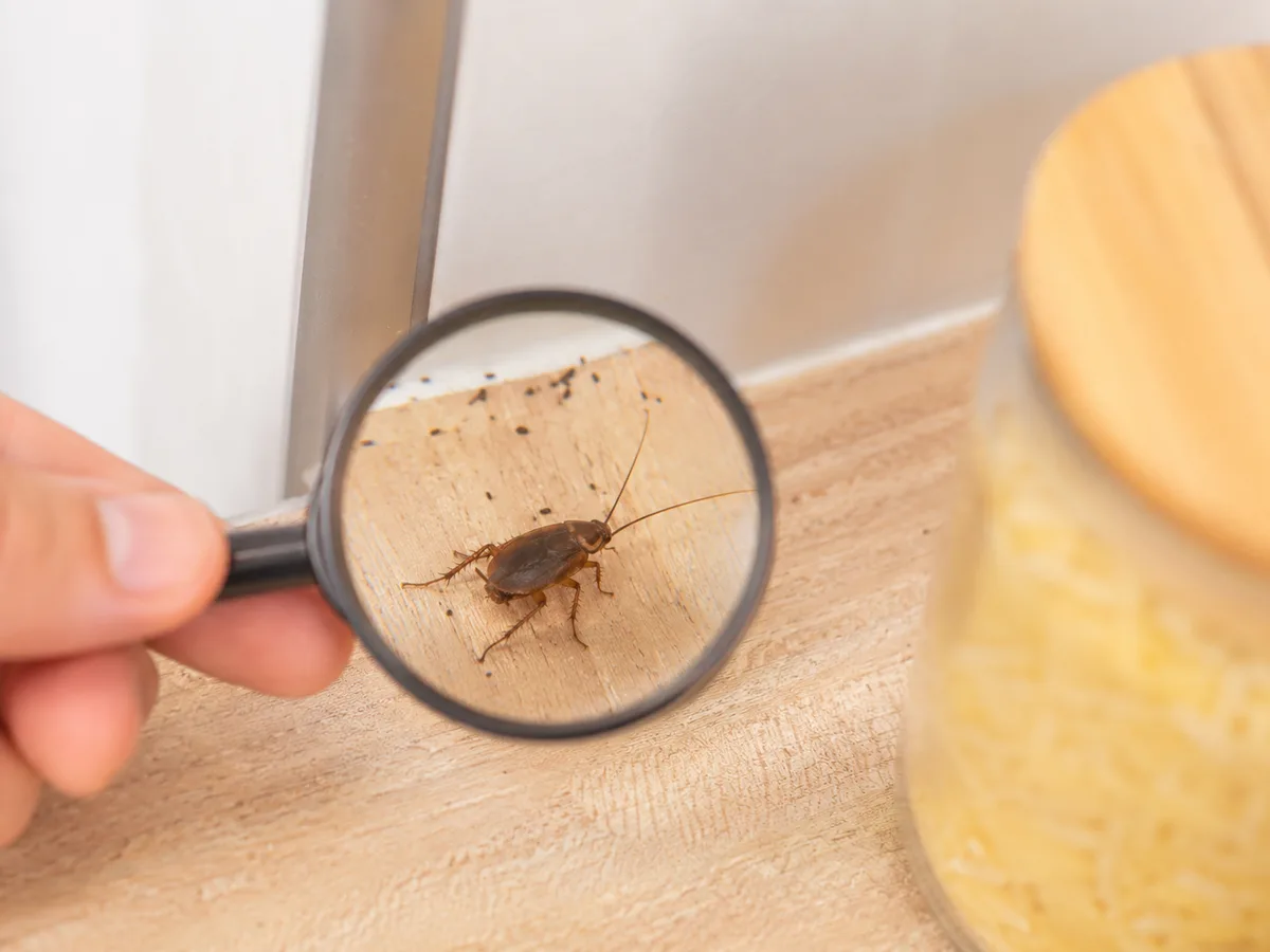 Sichere Einordnung und Sofortmaßnahmen bei Schabenverdacht
