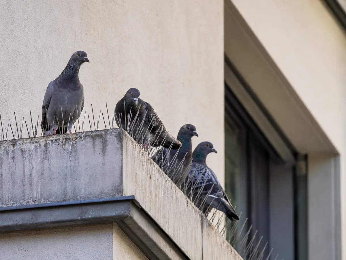 Tauben an Fassade, Balkon oder Dachkante