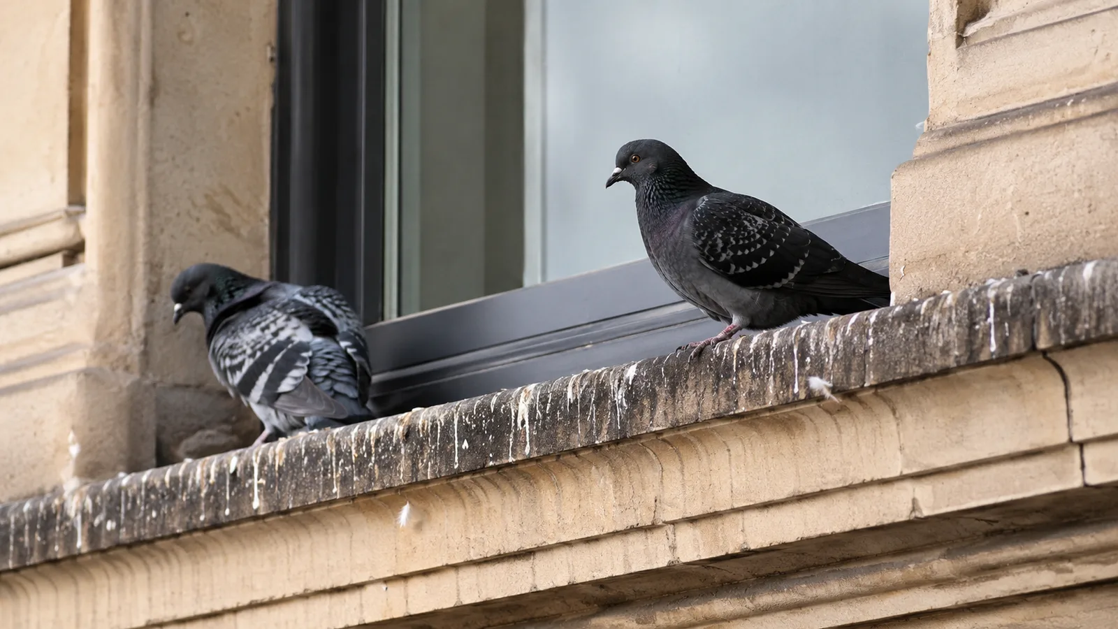 Tauben an Fassade, Dachkante oder Balkon mit sichtbaren Verschmutzungen