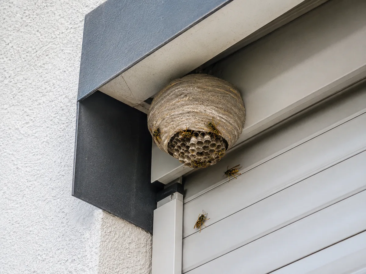Wespennest mit sichtbaren Wespen unter einem Rollladenkasten
