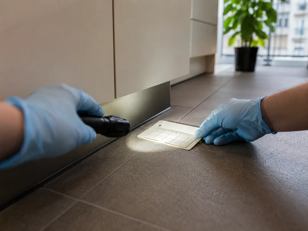 Professionelle Prüfung möglicher Schädlingsspuren in Düsseldorf