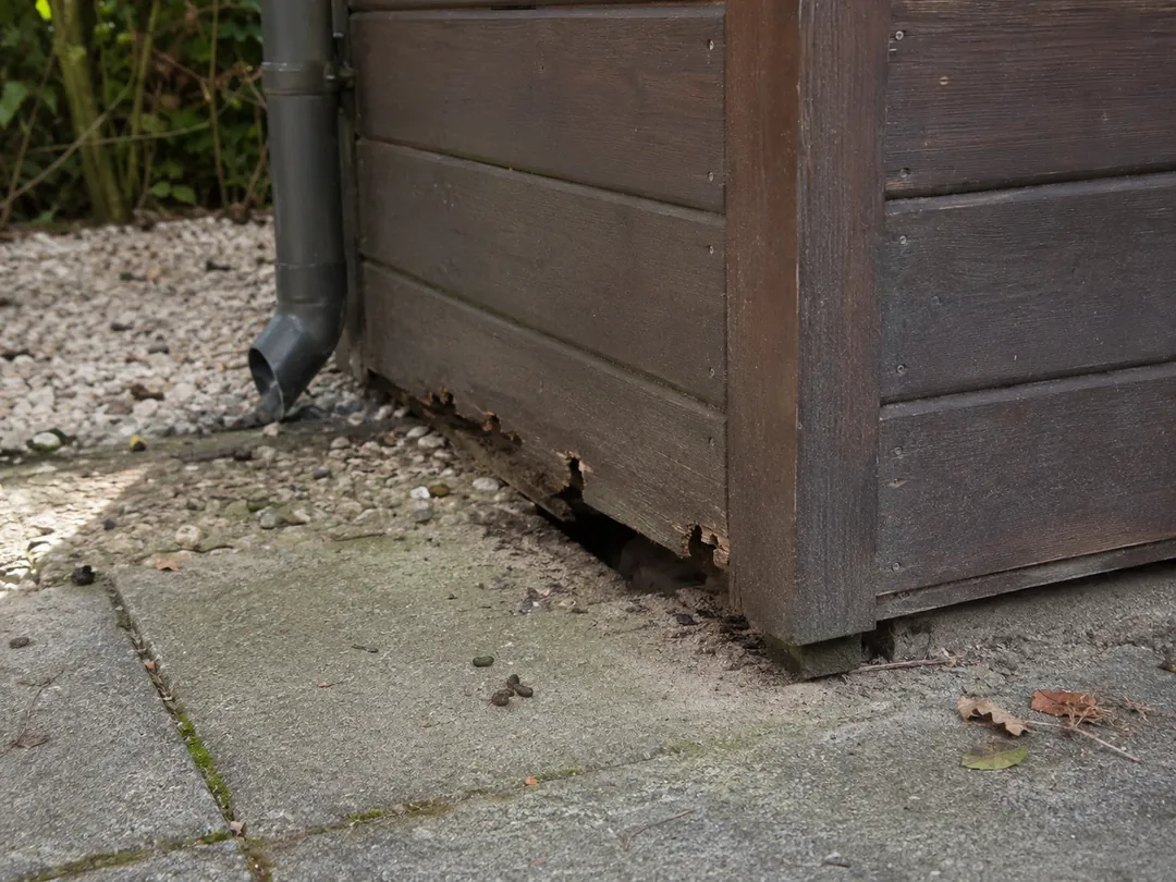 Typische Schädlingssituation in einem Gebäude in Meerbusch